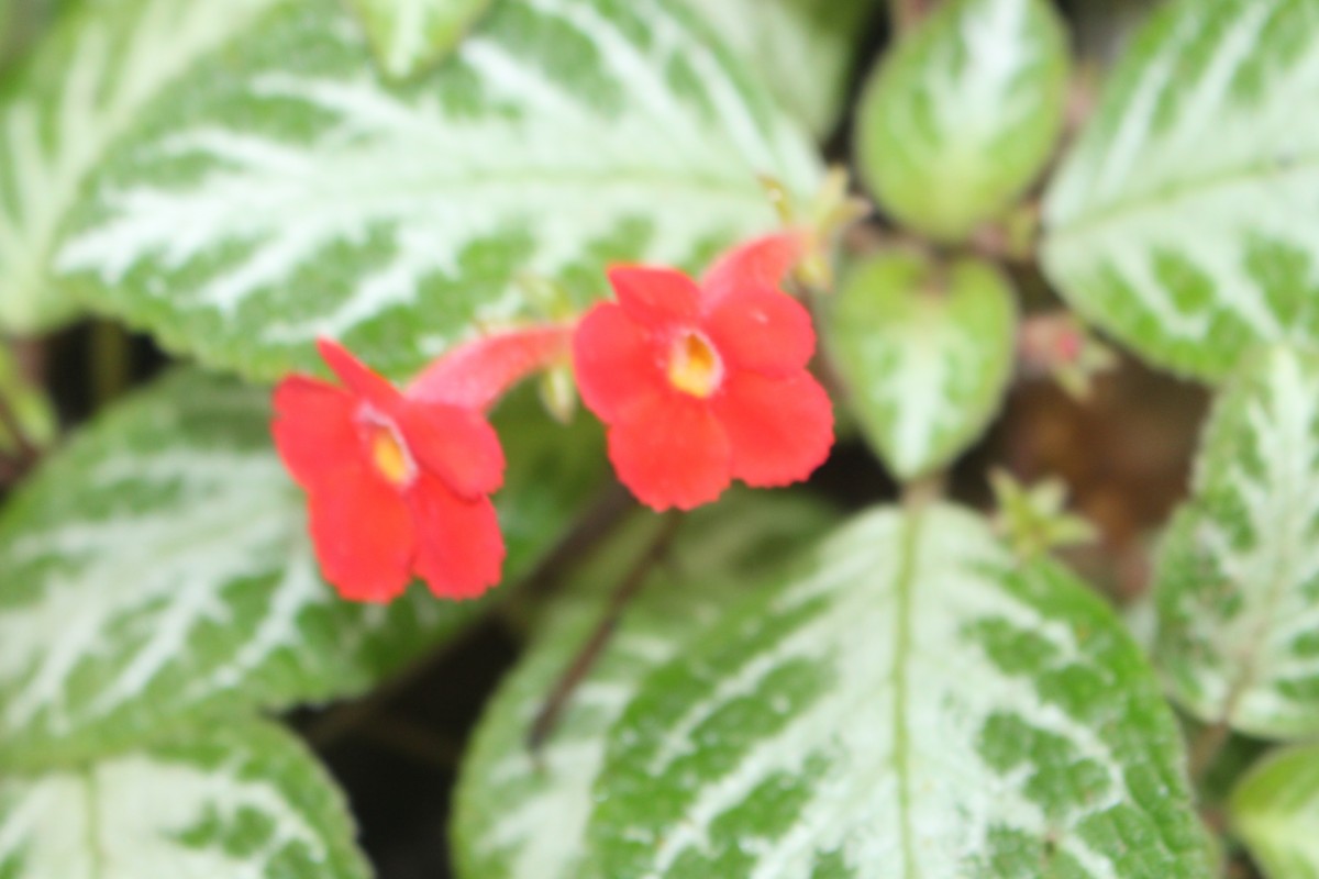 Episcia reptans Mart.